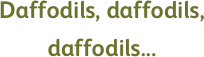 Daffodils, daffodils, daffodils...